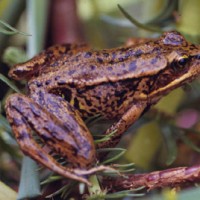 redlegged frog